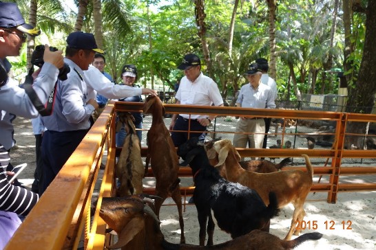 Goats raised on Taiping Island