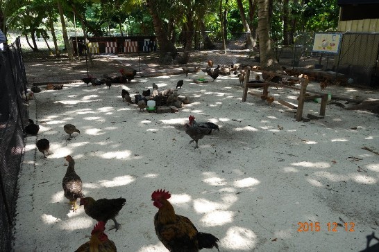 Chickens raised on Taiping Island