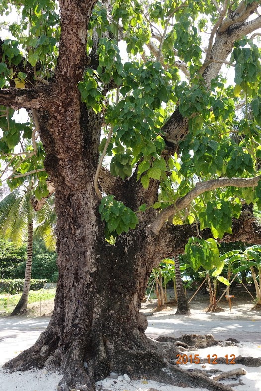 The girth of this Taiping Island tree equals the arm spans of two people.