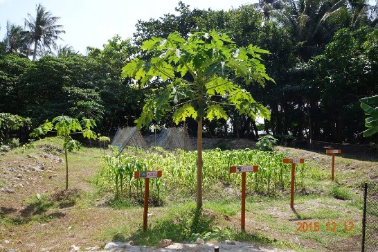 Plots of melons, papayas, corn, and sweet potatoes on Taiping Island