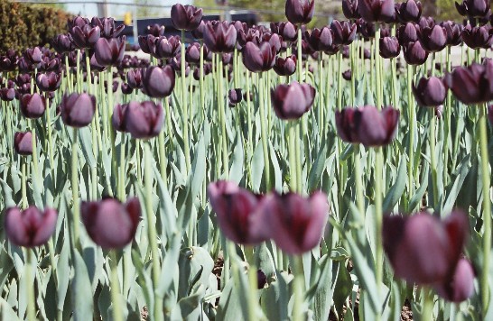 date d'affichage：2007/6/6