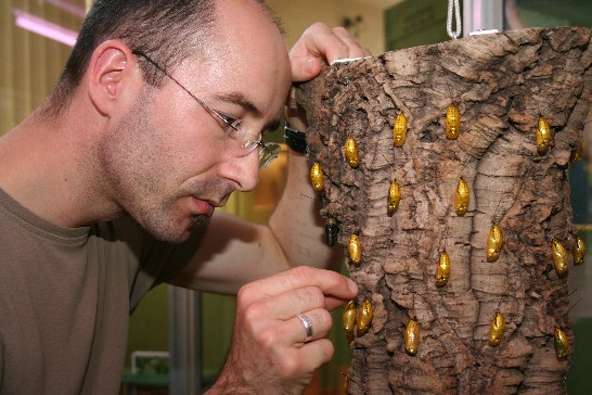 本次展覽展出活體台灣蝴蝶，並搭配昆蟲類紙雕藝術品及台灣特有昆蟲圖片。