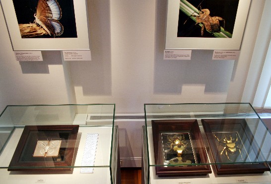 本次展覽展出活體台灣蝴蝶，並搭配昆蟲類紙雕藝術品及台灣特有昆蟲圖片。