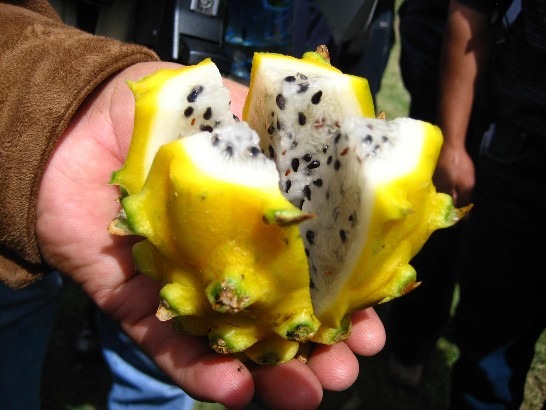 El jugoso Pitaya Dorada.