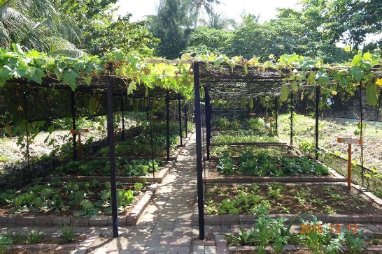 Vegetable farm on Taiping Island