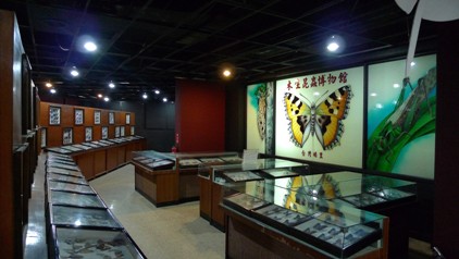 台湾中部の埔里は台湾島の中心地点にある小都市で、「台湾のへそ」として知られています。ここは知る人ぞ知る蝶の町でもあります。台湾には約400種の蝶が棲息すると言われていますが、ここはそのうちの350種類が集められています。館内では台湾や世界各地の蝶や昆虫の標本を展示しています。中には希少種もあり、虫好きならずとも興味が惹かれるはず。台湾の蝶だけでなく、世界中の珍しい蝶の標本を見ることができます。また、「蝴蝶生態區」では本物の蝶を間近に観察することができます。場所は市街地から少し離れていますが、埔里から日月潭へ向かうバスに乗れば、博物館の前に止まります。タクシーでも15分ほどの距離です（南投県埔里鎮南村路6-2号・049-291-3311・8:00～17:30）。