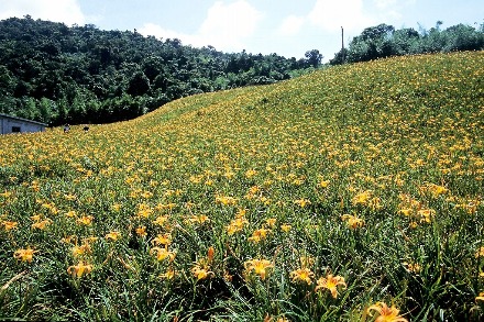 台湾東部には美しい自然が残っていますが、この時期、ぜひとも訪ねたいのが金針花の咲き乱れる赤柯山です。ここは山肌一面がオレンジ色の花で埋め尽くされ、息を呑むような絶景が楽しめます。金針花の種類は多く、台湾では食用植物となっています。海抜の高いところで植えられるものが優れていると言われます。海抜９００メートルほどの赤柯山は気温が低く、霧が充分な水蒸気をもたらし、これらが風味を高めると言われています。開花シーズンは毎年８月の下旬から９月まで。この時期、農家では一家総動員で収穫に勤しみ、天日干しなどの作業にあたります。公共交通機関はないので、玉里駅からタクシーを利用することになります。山頂付近ではオープンスタイルのカフェや茶芸館があり、台湾茶などを楽しむことができます。