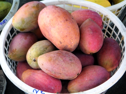 トロピカルフルーツの代表選手とも言われるマンゴー。台湾では台南市玉井区と屏東県南部が産地として知られていますが、そのシーズンは6月初旬から7月中旬がピークとなります。2011年は冬場の気温が低かったため、例年よりも2～3週間遅れています。この時期に玉井を訪れると、町全体がマンゴーの芳香に包まれます。玉井のマンゴー栽培地は2000ヘクタールにおよぶそうで、虎頭山という小高い丘の上に向かうと、山肌一面にマンゴーの栽培地が広がっています。日本人にもお馴染みの「愛文芒果(アップルマンゴー)」が昨今の一番人気ですが、そのほかにも、マンゴーの種類は豊富。いろいろと試してみたいものです。玉井では定番のマンゴーかき氷やマンゴーを用いた創作料理なども味わえます。のんびりと南国の味覚を味わってみたいものです。