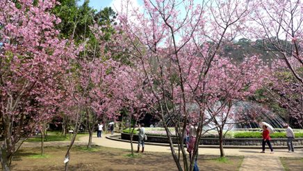 台北郊外に位置する陽明山は気軽に訪れられる景勝地。ここは古くから花の名所として知られてきました。特にサクラの名所として親しまれ、日本統治時代からその名を馳せてきました。ここで見られるサクラの種類は多く、ソメイヨシノや緋寒桜などが淡いピンクの花を美しく咲かせています。今年の場合、3月中旬頃が見ごろと言われていますが、お花見そのものは下旬まで楽しめます。陽明山では毎年春を迎えると、桜のほかさまざまな花が楽しめます。日本から持ち込まれたツツジも美しさを競っています。台北からは260番のバスでアクセスできます。早朝に出発し、のんびりと散策を楽しんでみてはいかがでしょうか。