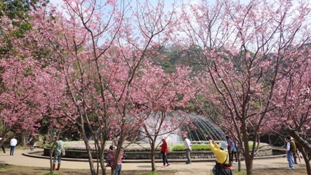 台湾は日本列島よりも南に位置しているため、さくらの季節も少し早めに訪れます。毎年2月から3月にかけて台湾の山間部では「台湾山桜」と呼ばれる緋色のさくらをめでることができます。台北近郊では陽明山国家公園(日本の国立公園に相当)がさくらの名所として広く知られています。ここのさくらは種類が豊富なことが特色とされ、台湾山桜のほか、八重桜やソメイヨシノ、大島桜、昭和桜などがあり、その数は約3200本と言われています。日本の桜並木のような密度の濃さはありませんが、広々とした園内で一本一本が咲き誇る姿はまたひと味違った風情が感じられます。また、つつじも同じ時期に咲くため、日本ではあまり見られないコンビが楽しめます。陽明山までは台北市内からバスで約30分。春のうららかな陽光に誘われて、お花見に出かけてみてはいかがでしょうか。