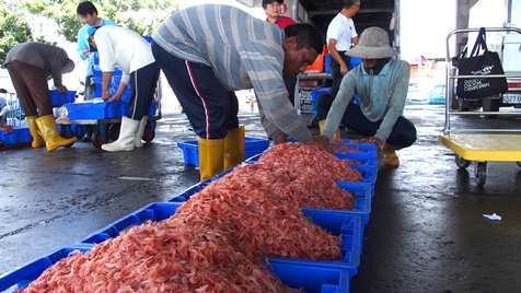 台湾南部屈指の漁業都市である東港は黒マグロの水揚げで知られていますが、特産品はこれだけではありません。「東港三宝」と呼ばれるのは、黒マグロとカラスミに似た油魚子(バラムツの卵)、そして桜エビです。ピンク色の美しい桜エビは世界でも静岡県の駿河湾と、ここ東港近海でしか穫れません。以前は乱獲されていましたが、20年くらい前から保護育成の概念が根づくようになり、桜エビ漁は11月初旬から5月末までとなり、その他の期間は禁止されるようになりました。また、一日に穫ることができる桜エビは180キロまでと制限されています。こうした規定を設けたことにより、東港の桜エビの品質は以前よりも格段に良くなったと言われており、日本や香港へ数多く輸出されています。漁港近くの商店では桜エビの加工商品を購入できるほか、海鮮料理店では桜エビチャーハンなども楽しめます。