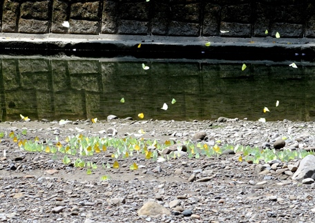 台湾は「蝶の王国」として名を馳せており、世界中の蝶マニアから注目されています。台湾全土には数多くの蝶の観賞スポットがありますが、その一つが高雄市美濃区にある「黄蝶翠谷」です。ここは美濃の市街地から8キロほど離れた場所に位置し、渓流沿いに淡黄蝶(台湾キチョウ・ウスキシロチョウ)が棲息しています。かつて、この渓流一帯には鉄道の枕木となる「タガヤサン」が大量に植えられました。その関係でこの樹木を好む蝶が数多く集まるようになったと言われています。特に5月から7月にかけては河原で蝶の群れが見られ、端午節（旧暦５月５日）の前後がベストと言われます。ただし、その年の気候や河の水量によって状況は異なりますので注意が必要です。蝶の大群はまるで黄色の絨毯を敷いたかのようにも見え、壮観な眺めです。また、光の当たる角度によって羽の色が薄緑色や白色に変化し、息を呑む美しさとなっています。ここは蝶以外にもさまざまな鳥類や魚類が棲息しており、自然観察にぴったりのスポットとなっています。