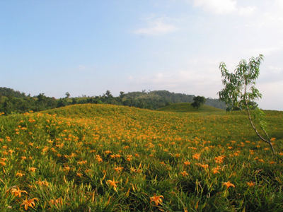 ここは知られざる絶景として旅人に愛される土地。花蓮県の南部の玉里鎮に位置する景勝地です。赤科山は海岸山脈上にある山峰で、標高900メートルあまりの山肌にオレンジ色の色合いが印象的な金針花という植物が植えられています。この花はユリ科に属し、食用とされるのが一般的。標高が高く、気温も低いために生長の速度は平地に比べて遅めと言いますが、その分、雲や霧が充分な水蒸気をもたらし、豊かな味わいとなります。開花シーズンは毎年8月末から9月中旬までとなっています。花は摘まれた後、天日干しされます。最近は景観を楽しめる屋外カフェが次々にオープンしており、心ゆくまで花畑を眺められるようになりました。公共交通機関はなく、玉里駅からタクシーを利用するしかありませんが、訪れる価値は高い景勝地です。