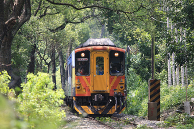 台湾中部を走る集集線は南国情緒をたっぷりと楽しめる路線です。彰化県の二水を起点に40分あまりの旅を楽しんでみましょう。沿線は果実の産地として知られ、車窓にもバナナ畑が続きます。そして、列車は龍泉駅を過ぎた先でハイライトを迎えます。ここは併走する道路の両側にクスノキが並び、枝葉が空を埋めています。これは通称「緑色隧道」と呼ばれ、南投県を代表する景勝地となっています。道端にはオープンテラスのカフェが出ているので、コーヒーなどを飲みながら、情緒を楽しんでみましょう。集集線の列車本数は多くありませんが、路線バスも併走しているので、組み合わせれば途中下車も可能です。台灣高速鐵路を利用すれば、台北からの日帰りも可能です。
