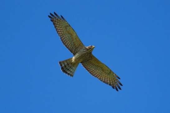 台中の空にサシバ2000羽が雄姿みせる