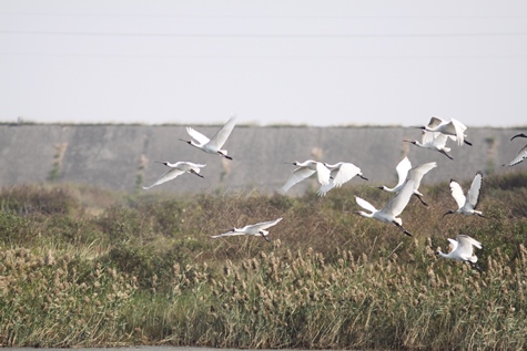 世界的な絶滅危惧種のクロツラヘラサギが台南の台江国家公園に