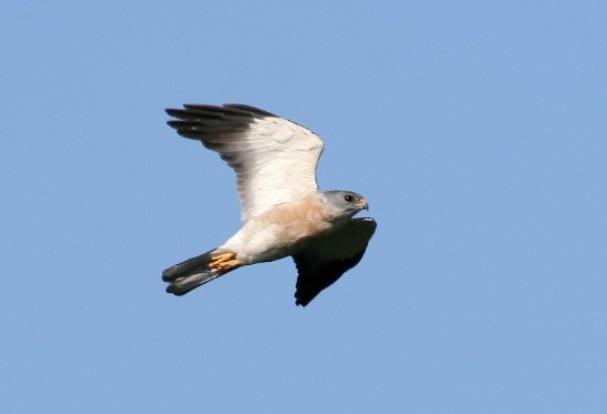 アカハラダカの渡りの季節、観賞シーズンはいま