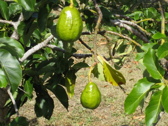 張貼日期：2008/6/5