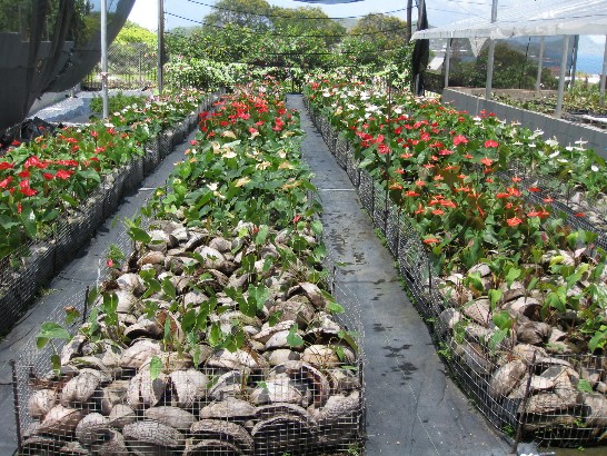 張貼日期：2009/6/6