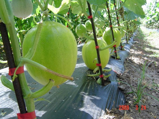 張貼日期：2009/3/24