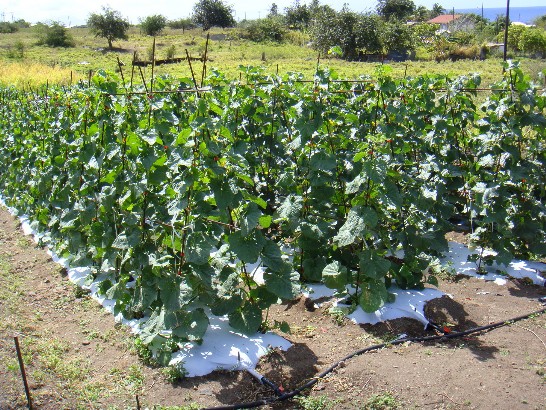 張貼日期：2009/3/13