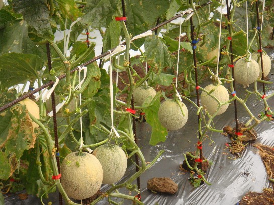 張貼日期：2009/3/30