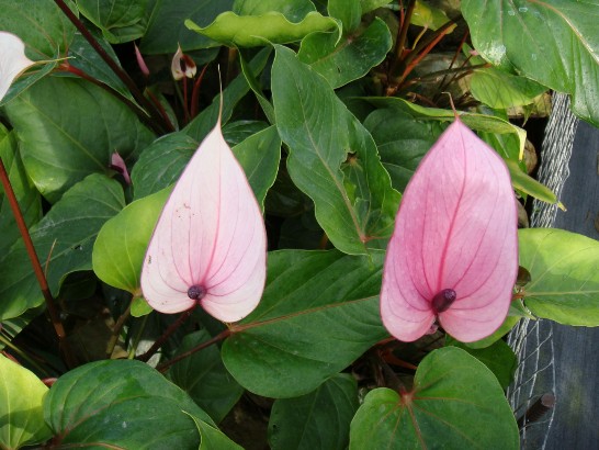 張貼日期：2009/12/23