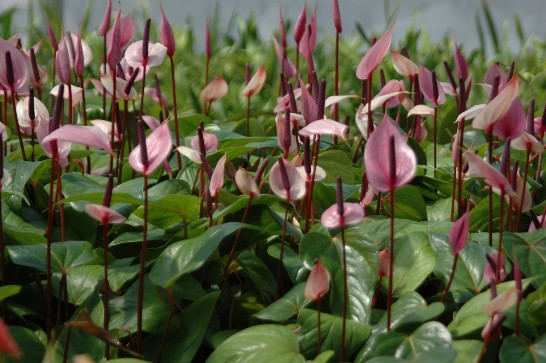 張貼日期：2008/5/15