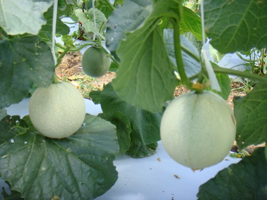 張貼日期：2009/3/13