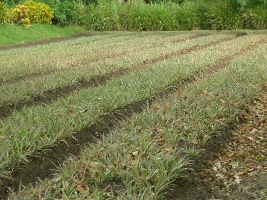 張貼日期：2009/1/8