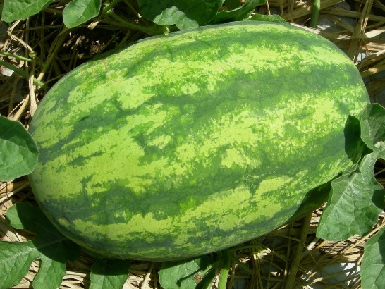 張貼日期：2009/3/4