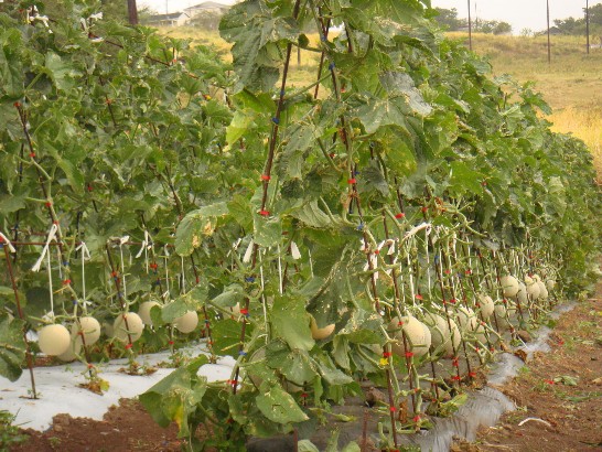 張貼日期：2009/3/30