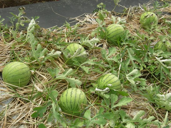 張貼日期：2009/3/16