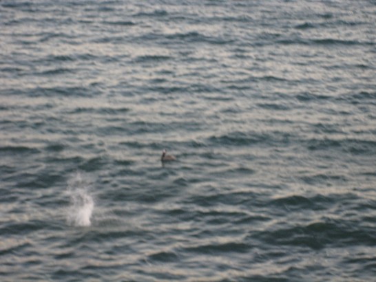 張貼日期：2009/2/25