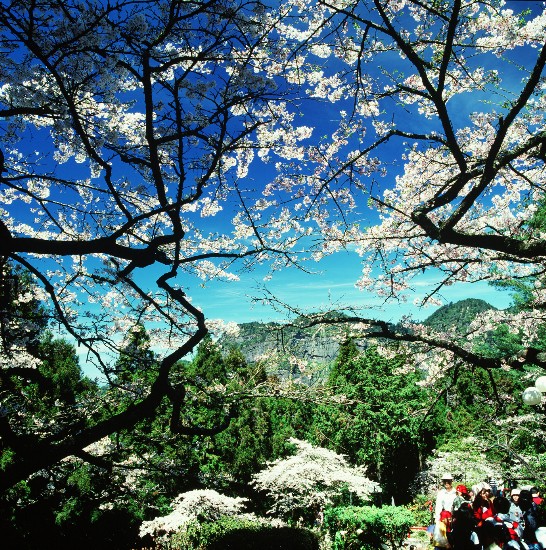 阿里山櫻花季名聞海內外，滿山紛紅的櫻花點出串串情意。（邱進雄  拍攝）