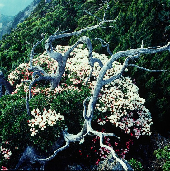 玉山國家公園大水窟盛開的高山杜鵑與枯枝對映，為翠綠山林增添趣味。（劉榮山  拍攝）