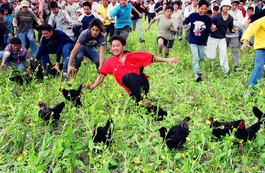 台東縣池上鄉農會慶祝「油菜祭」舉辦抓雞比賽，展現鄉土風情。（梁展誌  拍攝）