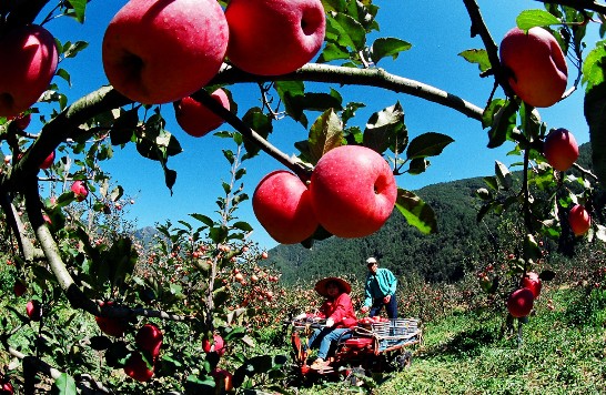 台灣位處亞熱帶，蘋果本不易栽種，經過農業技術改良，台中縣武陵農場結實累累，果農豐收忙。（高玉霞　拍攝）
