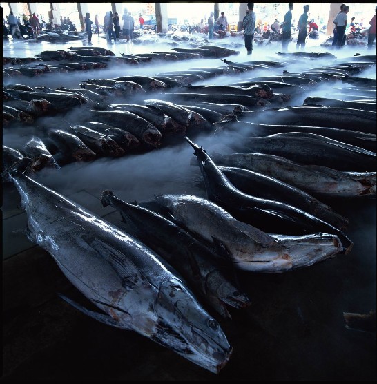 屏東縣東港漁港遠洋漁船出入，每日清晨漁民將魚獲整齊排列於魚市場，待價而沽。（駱重光  拍攝）