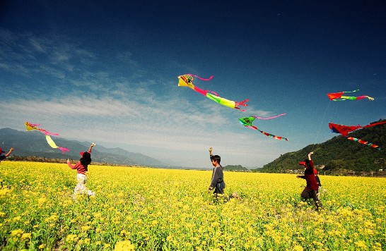 대만 동부지역에서 유채꽃이 만개하여 어린이들이 삼삼오오 무리지어 즐겁게 연을 날리고 있다.  (梁秋男 촬영) 
