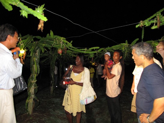 技術團蕭一鵬團長(左一)為參觀來賓解說火龍果特性