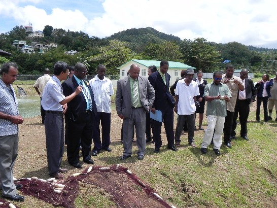 (圖片說明:右2為中華民國駐聖露西亞技術團蕭團長一鵬，右3為聖露西亞金恩總理(Honourable Stephenson King)，右5為聖露西亞農業部部長(Ezechiel Joseph)