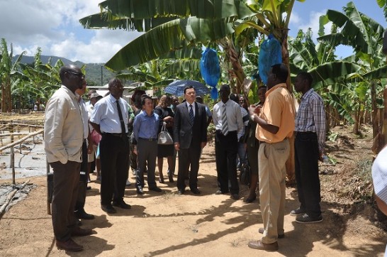 中華民國與聖露西亞合作共同舉辦香蕉葉斑病防治計畫多樣化栽培示範農戶講習班