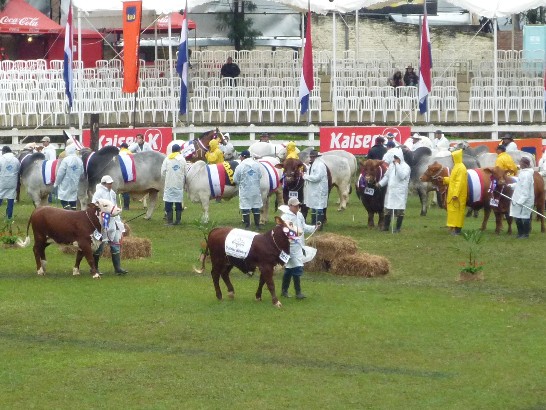 fecha de publicación:2010/7/19