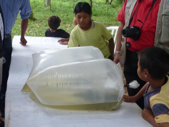 2010.10.21 放養之魚苗