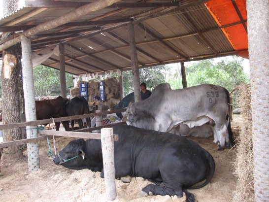 2010.08.27 駐巴拉圭技術團李團長參觀第一屆下夏谷區域性農牧工商展