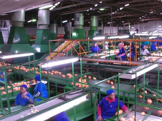 丹麥榮譽領事的Tambuti農場一貫作業