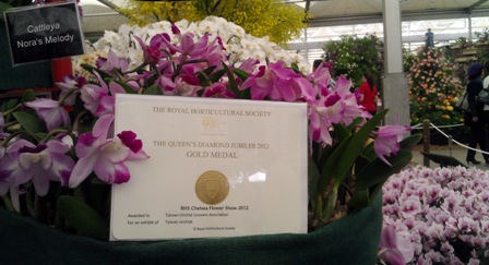 台灣蘭花  雀兒喜花展再奪金