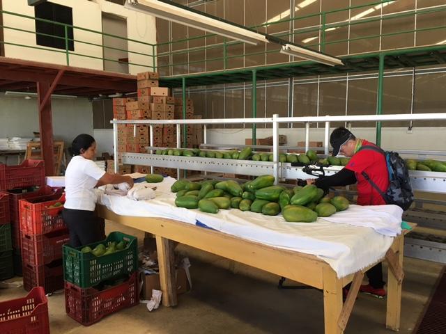 參訪我台商經營生產木瓜園區