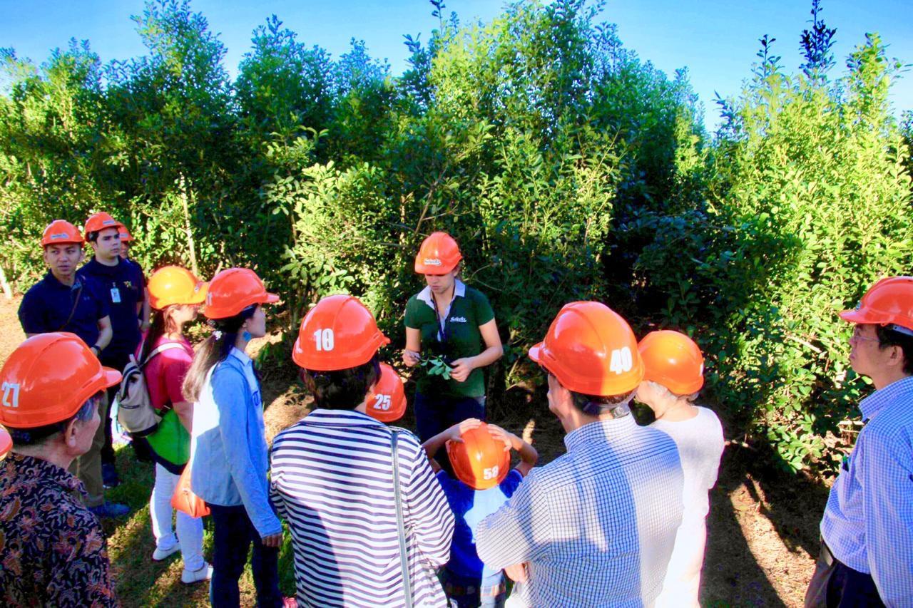 參觀伊塔普阿省(Itapúa)馬黛茶(Yerba Mate)觀光工廠。